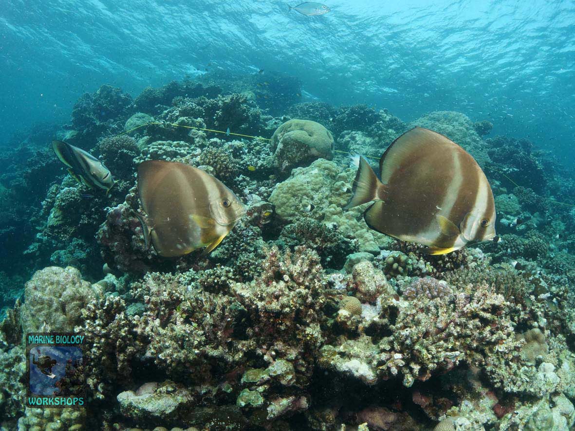 Batfish during the Reef Check survey in Wadi Lahami