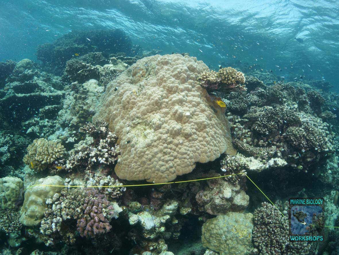 Transektleine beim Reef Check Survey in Wadi Lahami