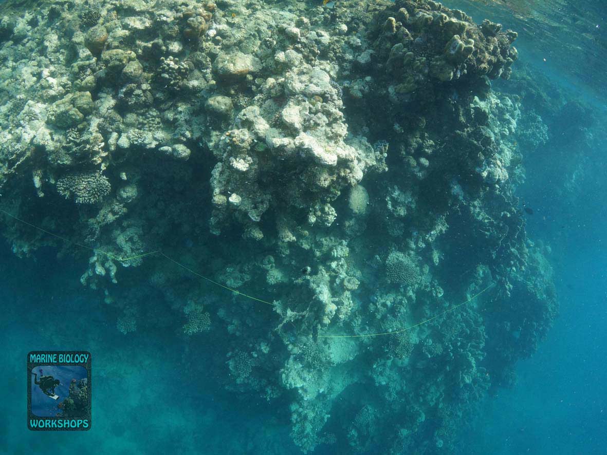 Transektleine beim Reef Check Survey in Wadi Lahami