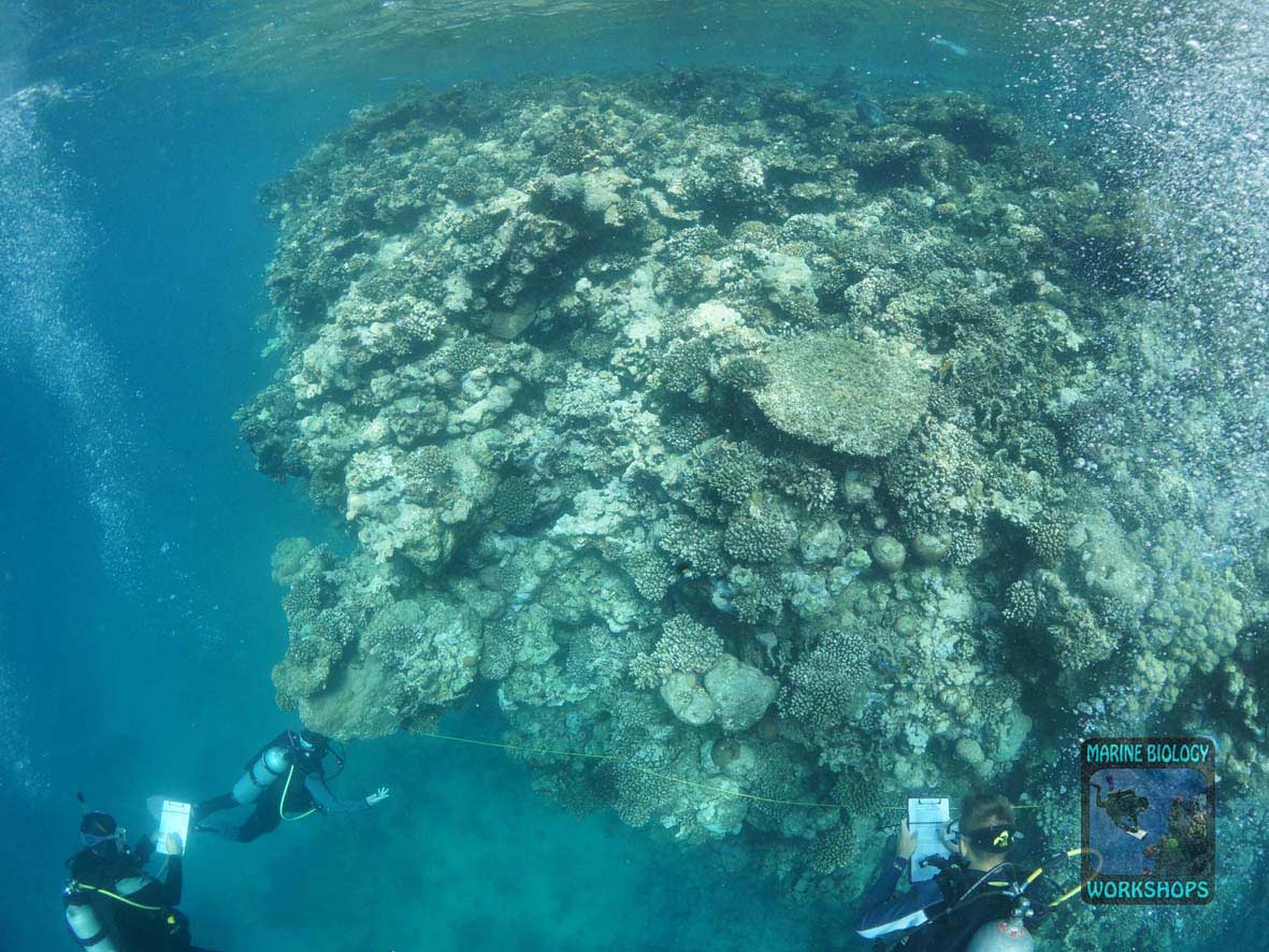 Reef Check Survey in Wadi Lahami