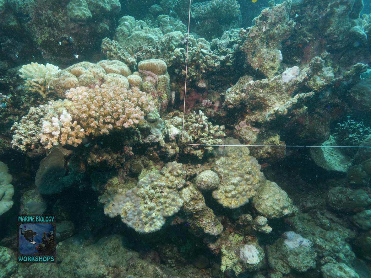 Transektleine beim Reef Check Survey in Wadi Lahami