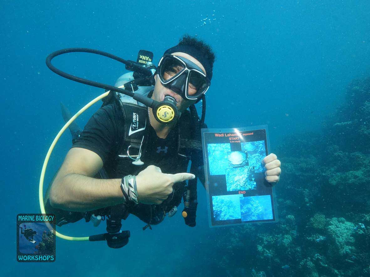 Diver during the Reef Check survey in Wadi Lahami