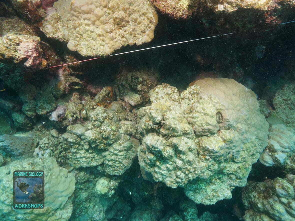 Transect line during the Reef Check survey in Wadi Lahami