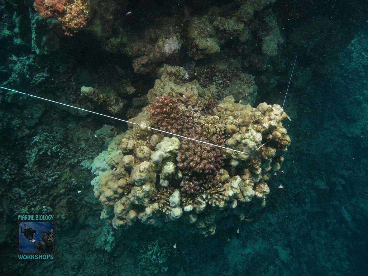 Transect line during the Reef Check survey in Wadi Lahami