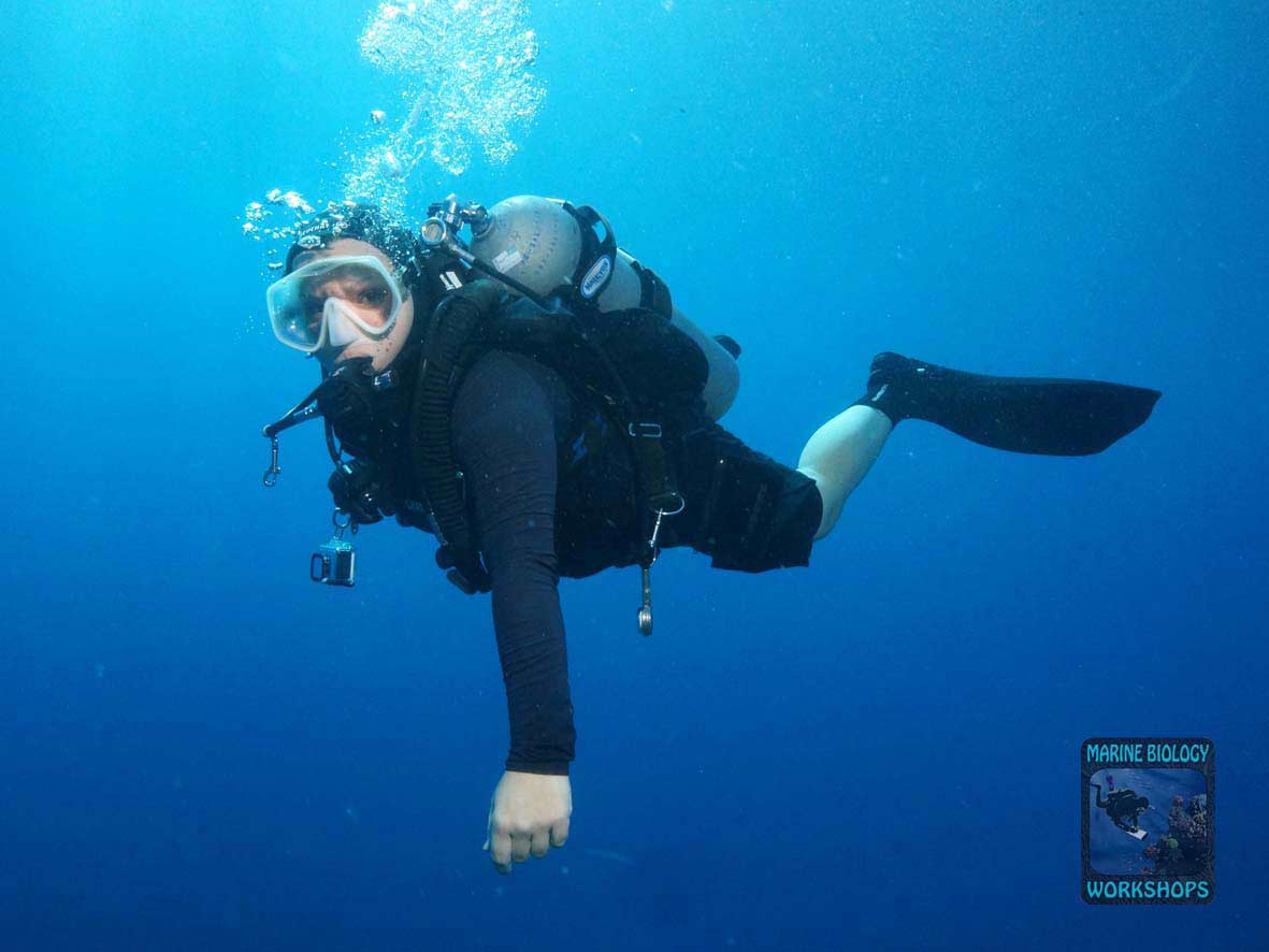Diver during the Reef Check survey in Marsa Egla
