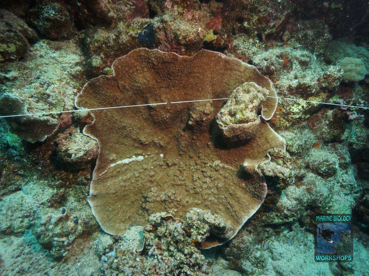 Coral (Podabacia) on the transect line during the Reef Check survey in Marsa Egla