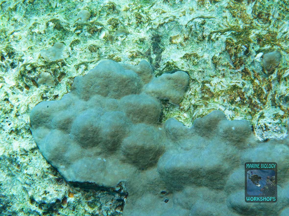 Porites coral regrowth at Shaab Marsa Alam