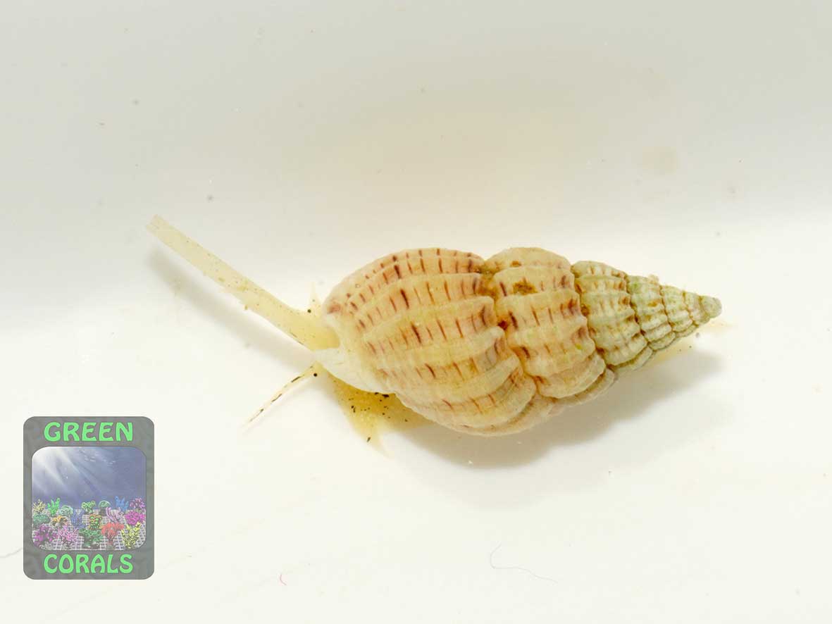 Nassarius snail Nassarius sp.