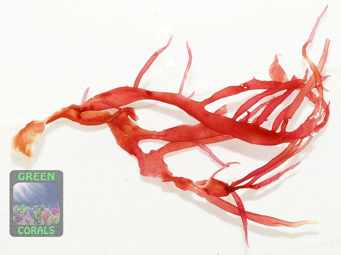 Red alga Halymenia durvillei