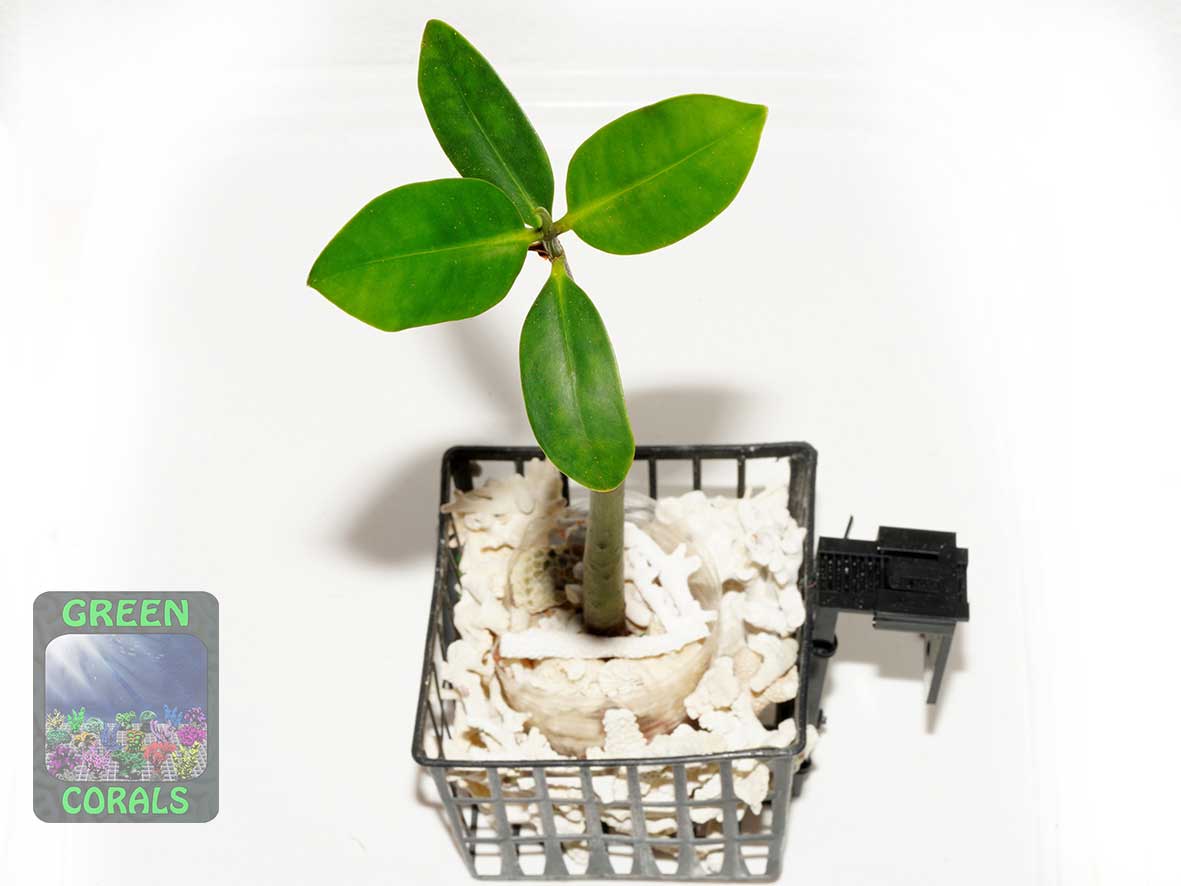 Red mangrove Rhizophora mangle