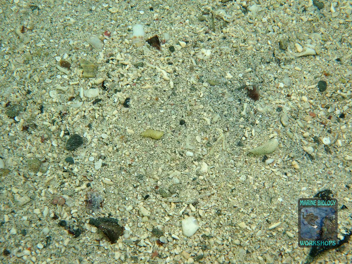 Sand is a substrate category in Reef Check.