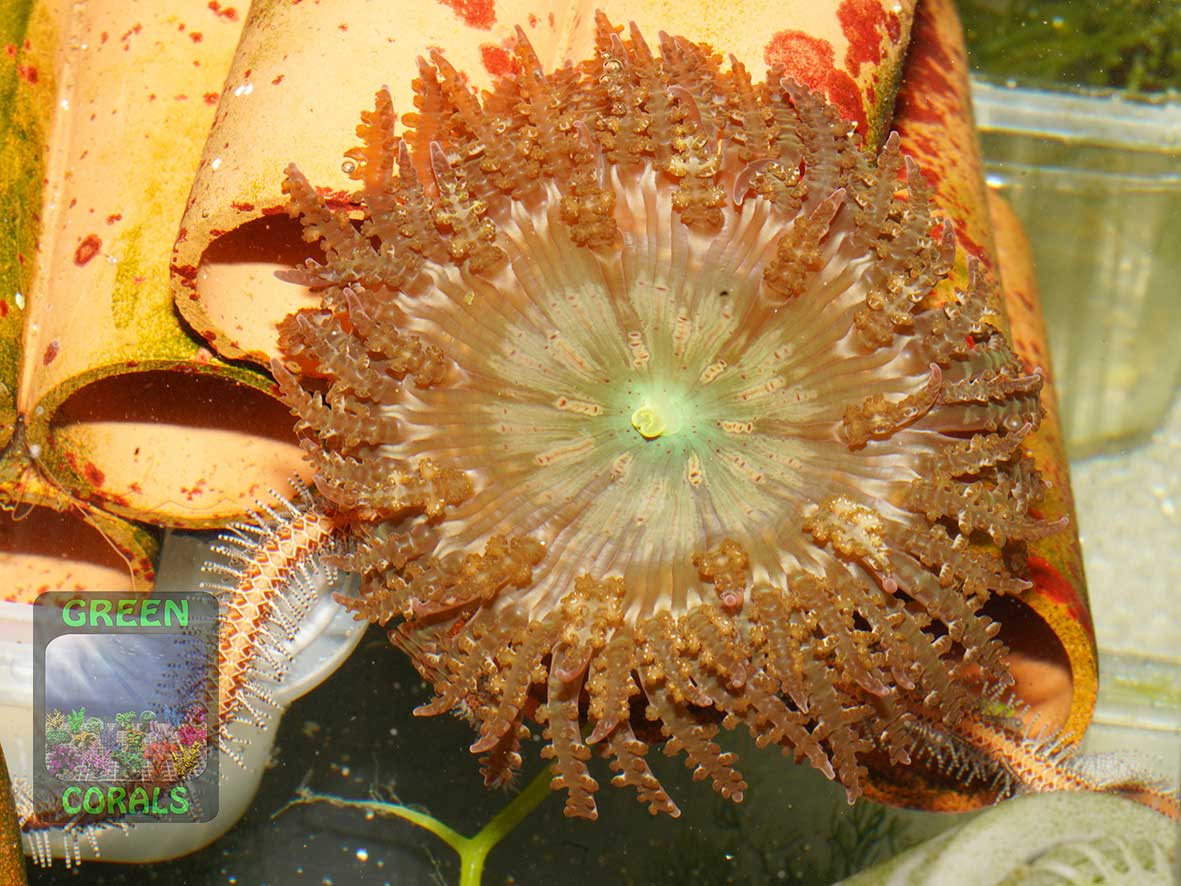Sandanemone Phymanthus sp.