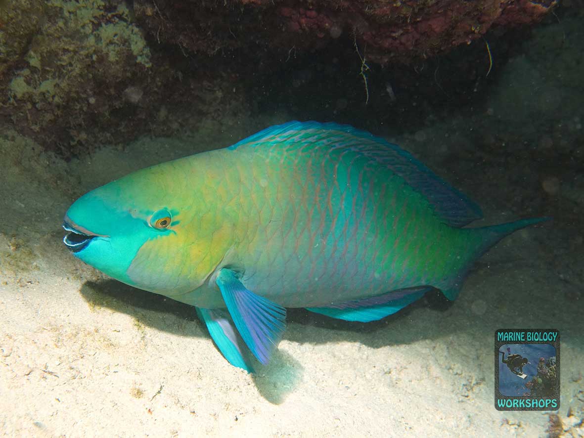 A rusty parrotfish gets ready for the night