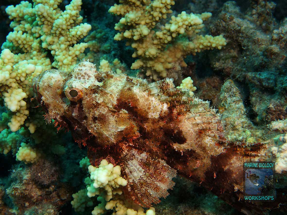 You often spot a well-camouflaged scorpionfish next to the transect line
