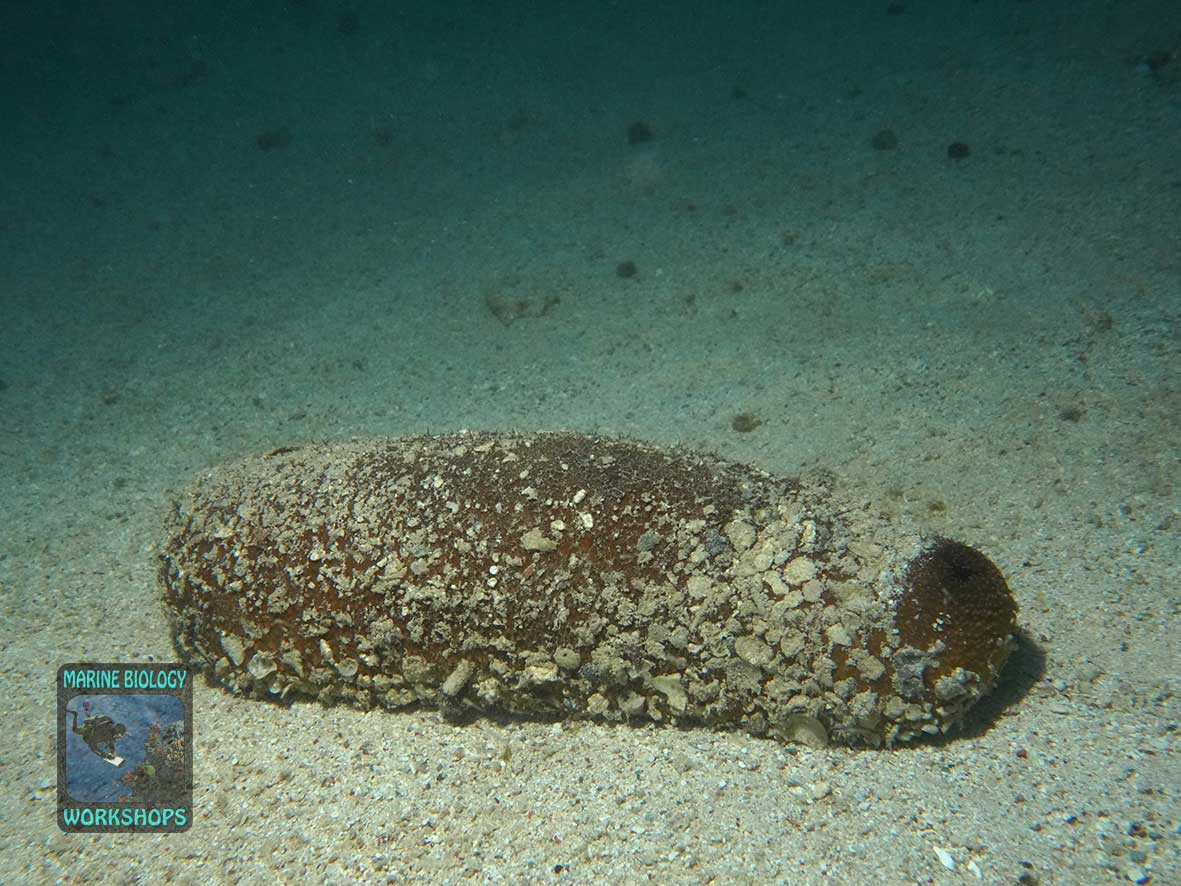Sea cucumbers feed on detritus