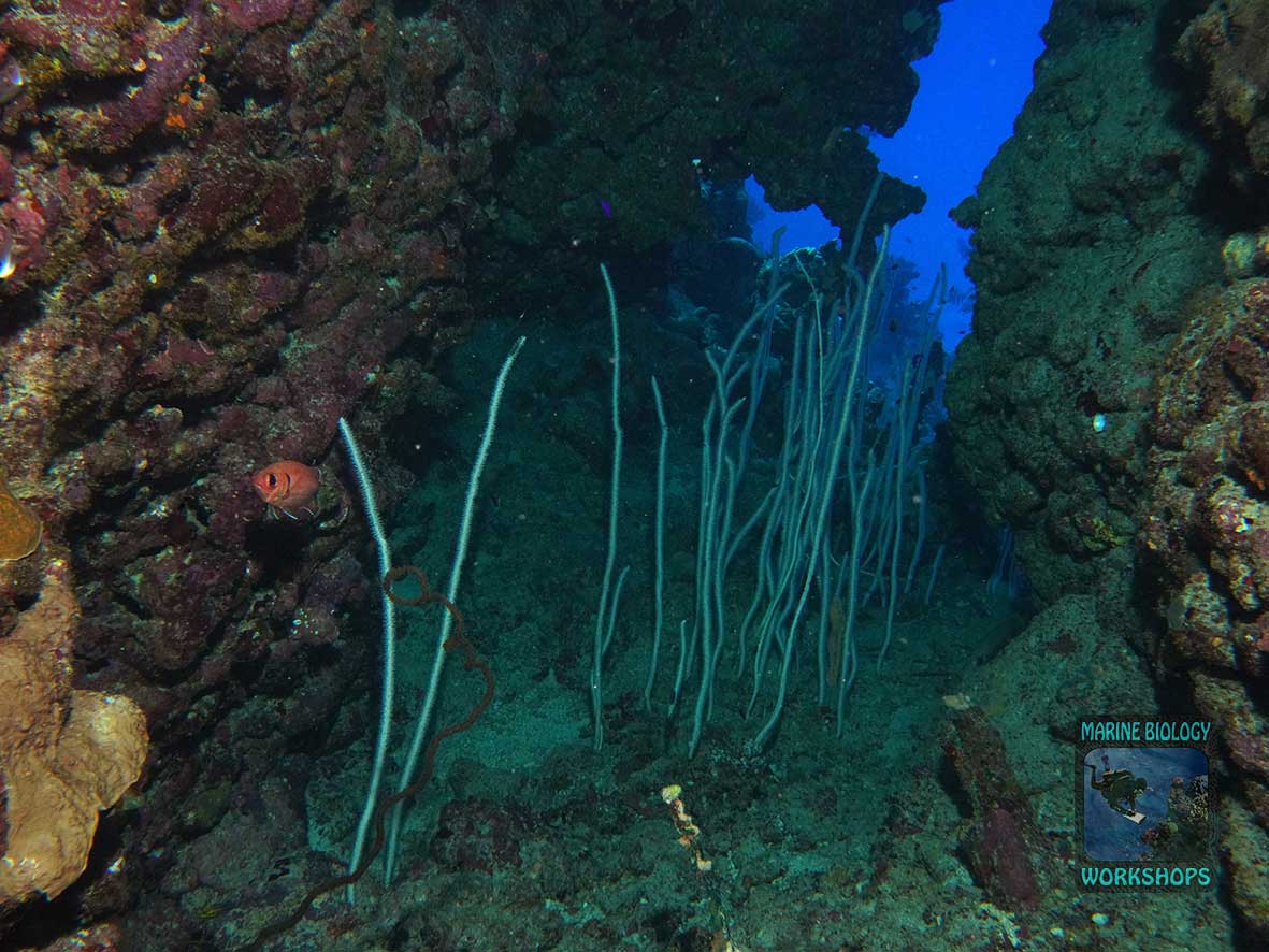 Sea whips at Shaab Nakari