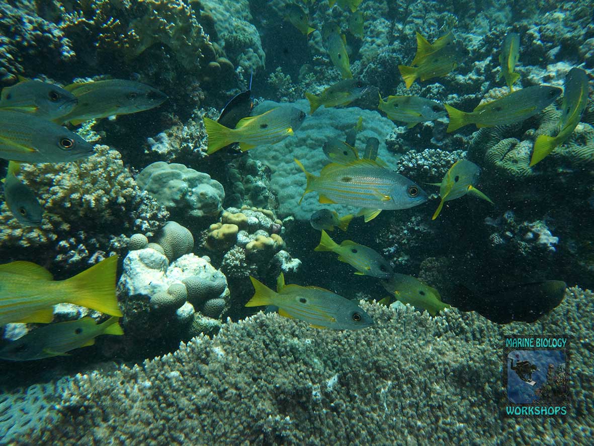 Snappers are Reef Check indicators of overfishing