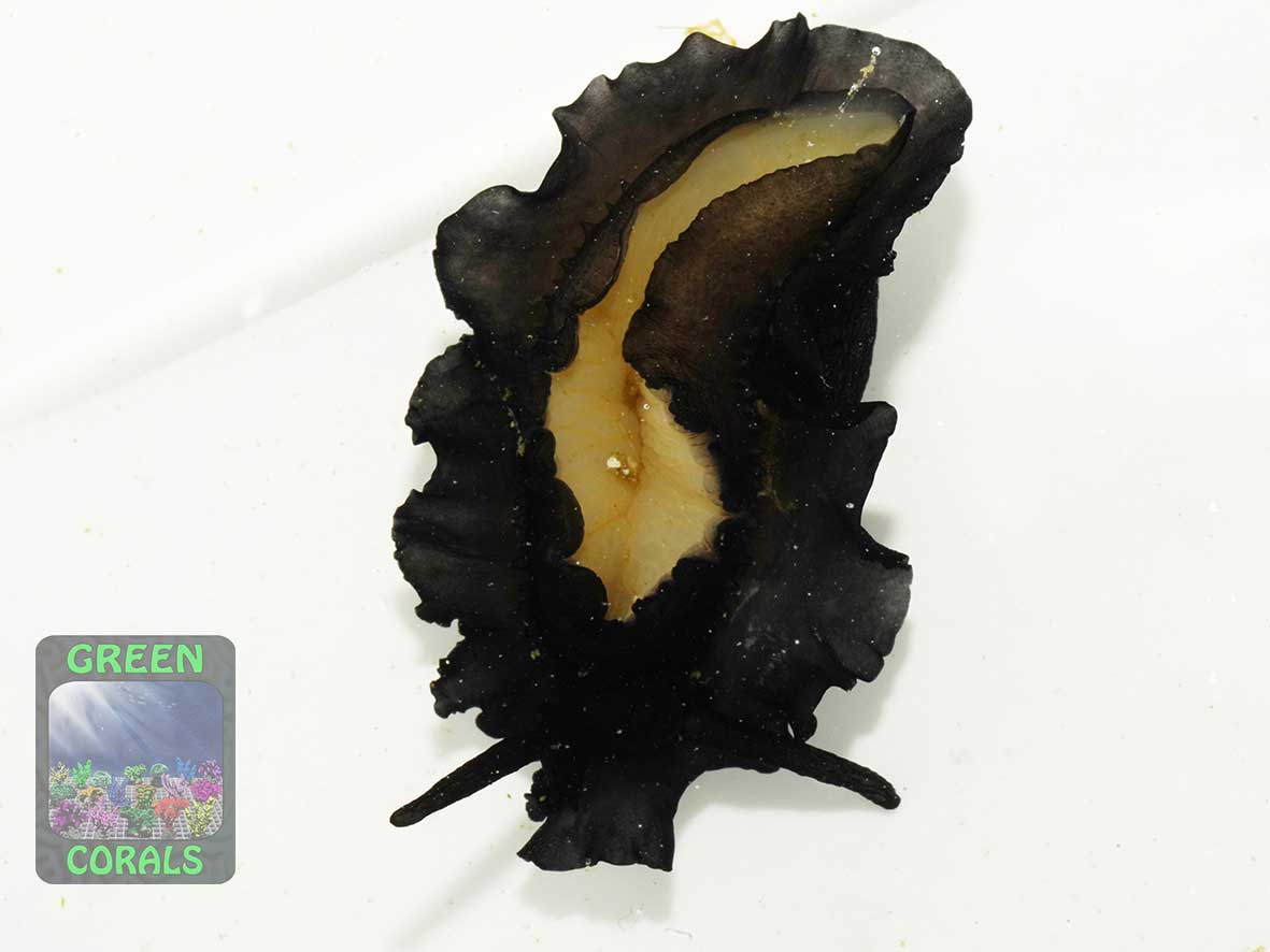 The shield limpet Scutus unguis