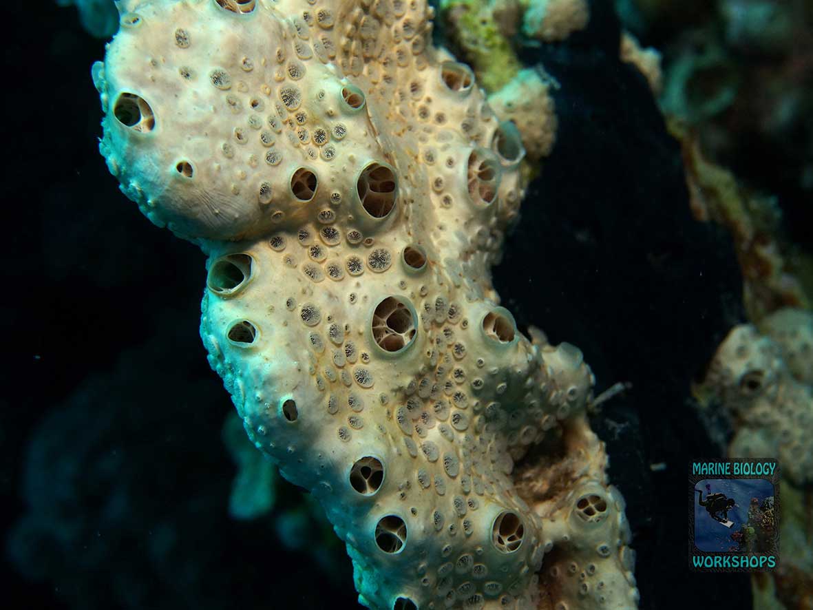 Sponges are filter feeders and feed on bacteria