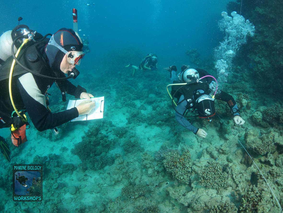 Substrat-Team beim Reef Check Survey in Wadi Lahami