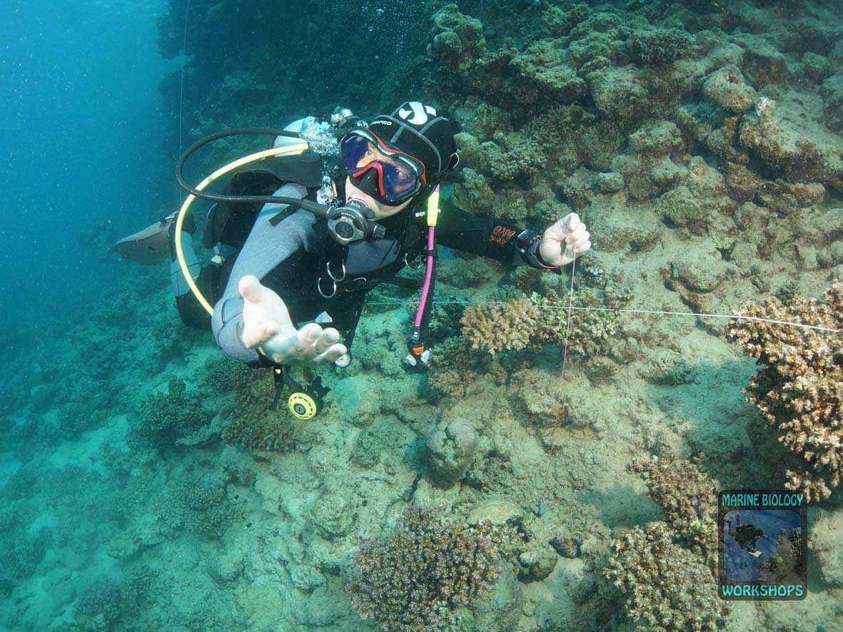 Substrat-Team beim Reef Check Survey in Wadi Lahami