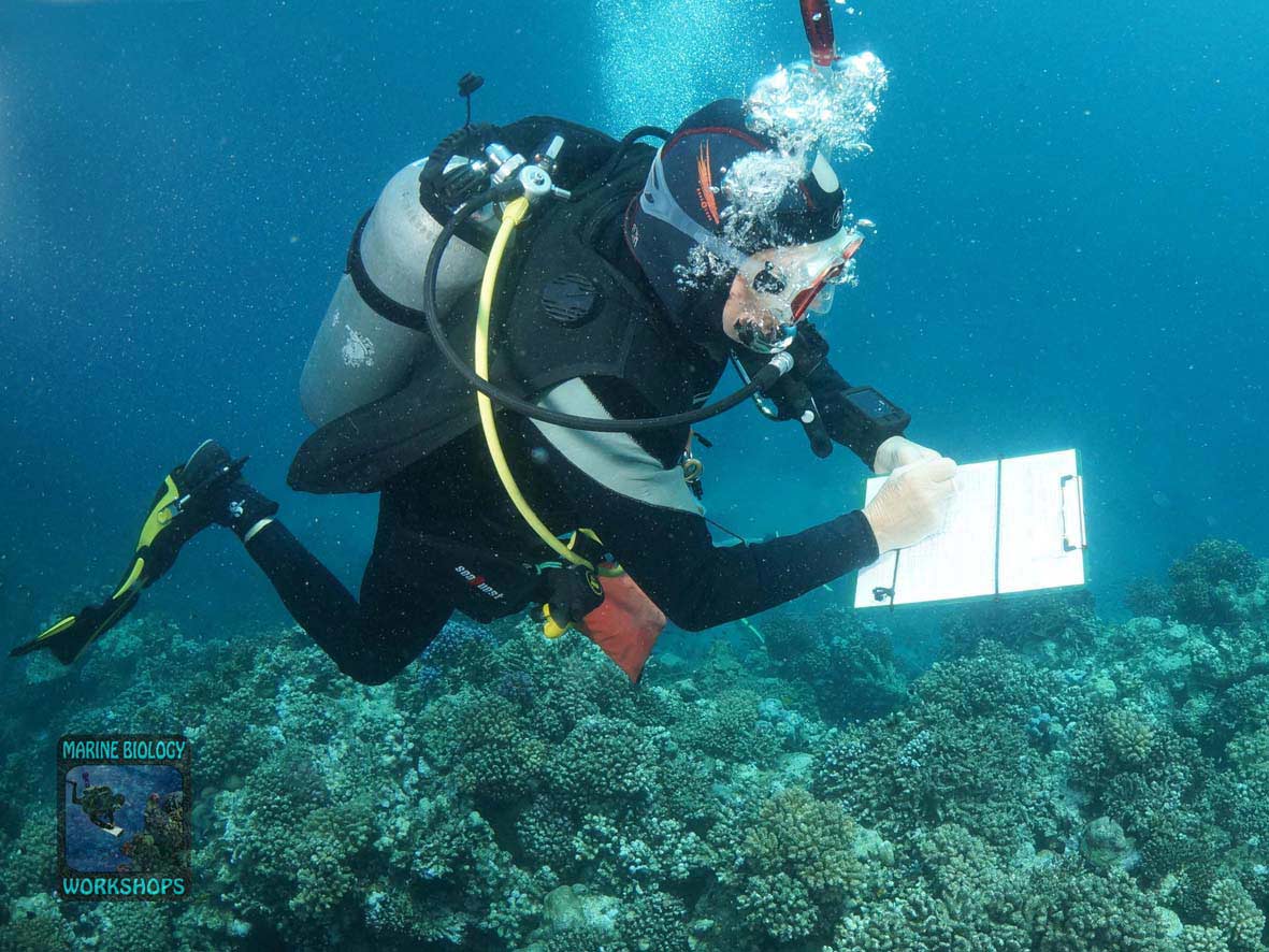 Substrat-Team beim Reef Check Survey in Wadi Lahami