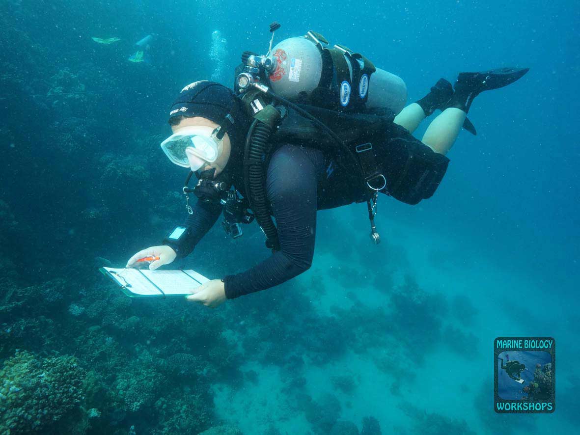 Substrat Survey beim Reef Check Survey in Wadi Lahami