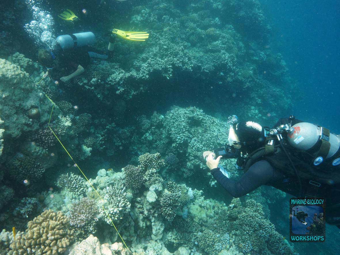 Substrat Survey beim Reef Check Survey in Wadi Lahami