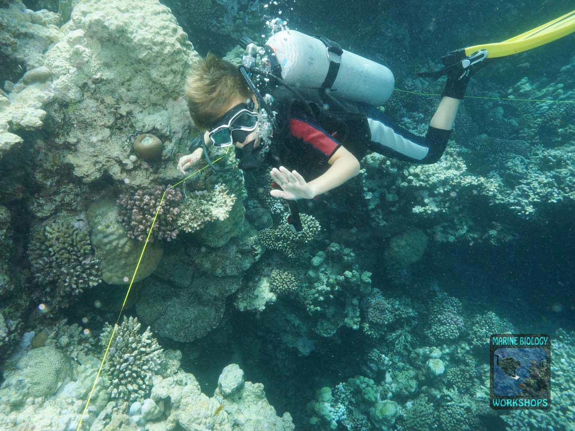 Substrat Survey beim Reef Check Survey in Wadi Lahami