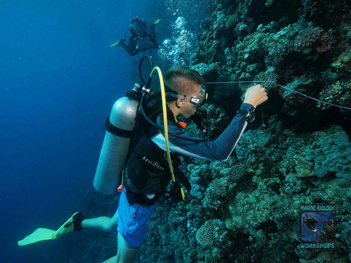 Substrate team during the Reef Check survey in Marsa Egla