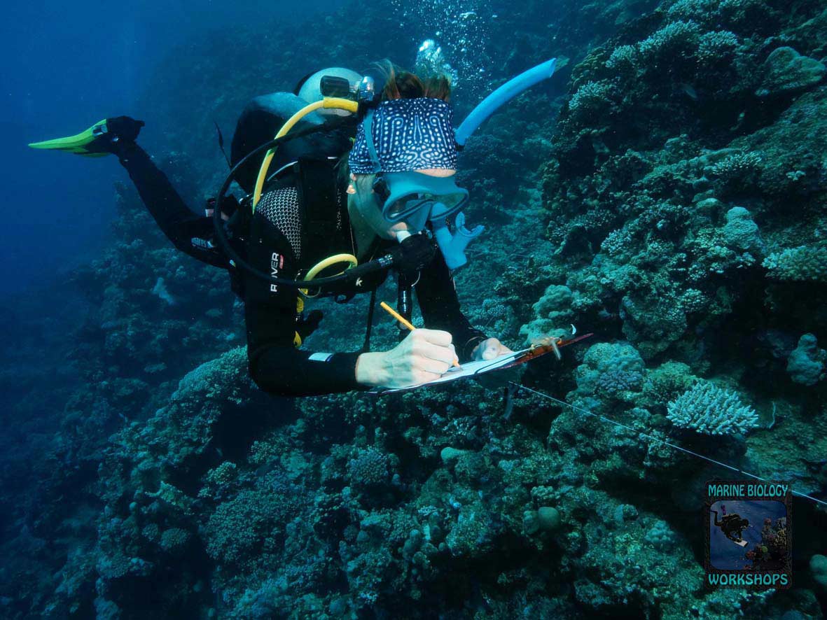 Substrate team during the Reef Check survey in Marsa Egla