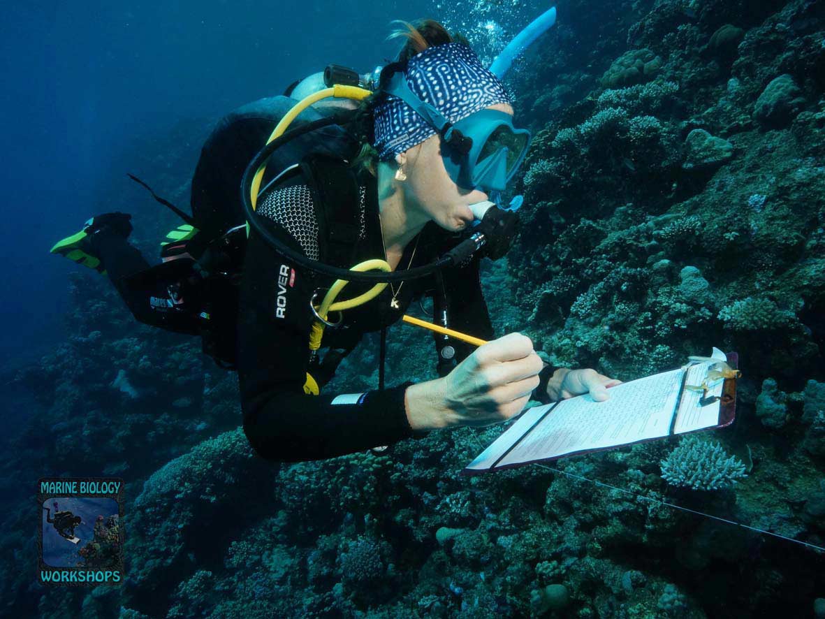 Substrate team during the Reef Check survey in Marsa Egla