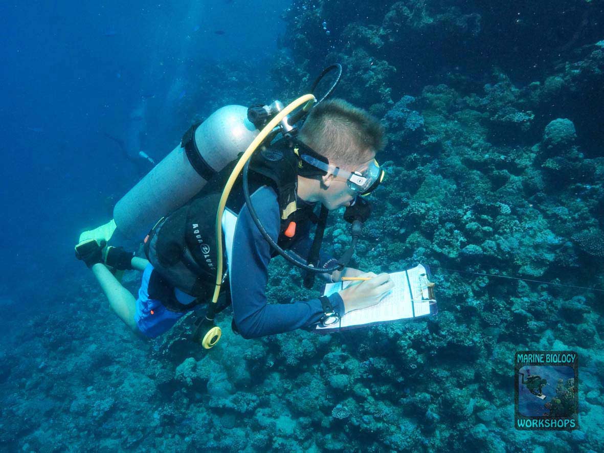 Substrate team during the Reef Check survey in Marsa Egla
