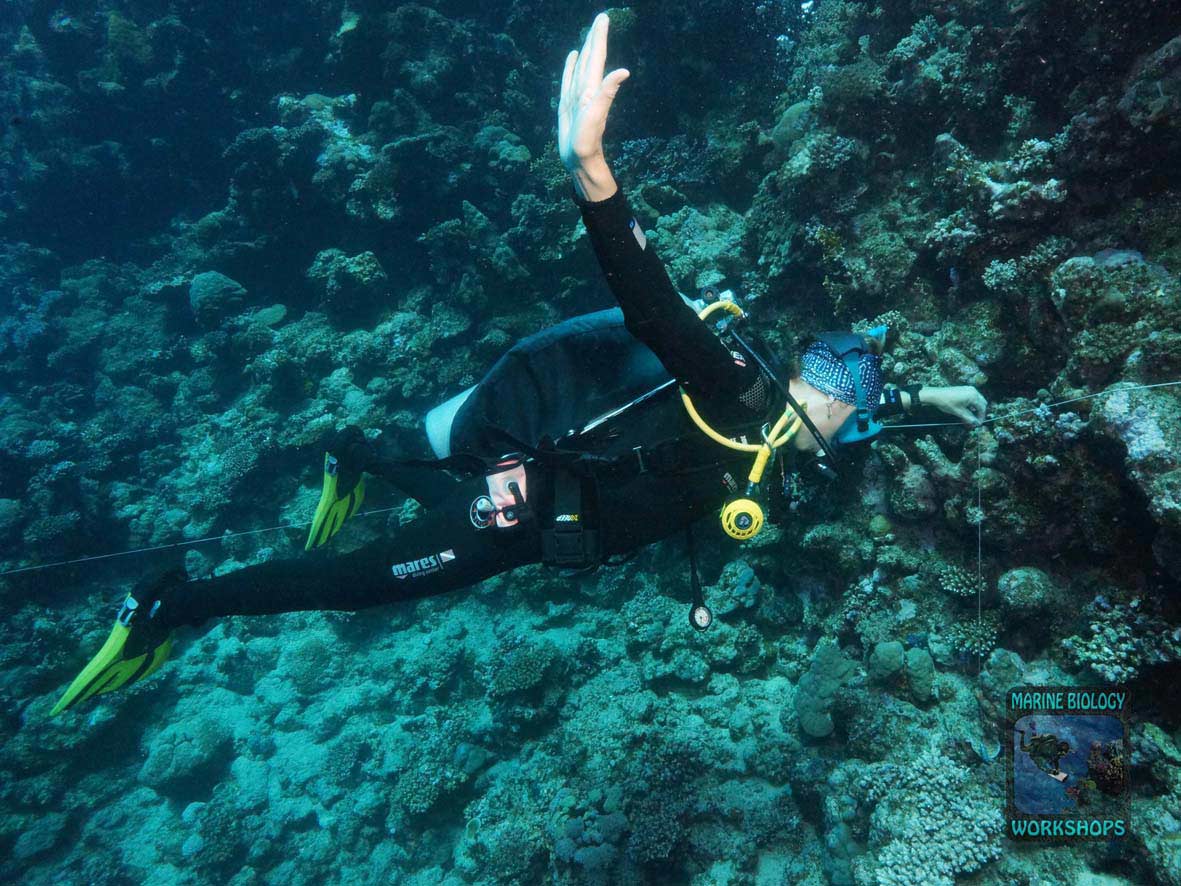 Substrate team during the Reef Check survey in Marsa Egla