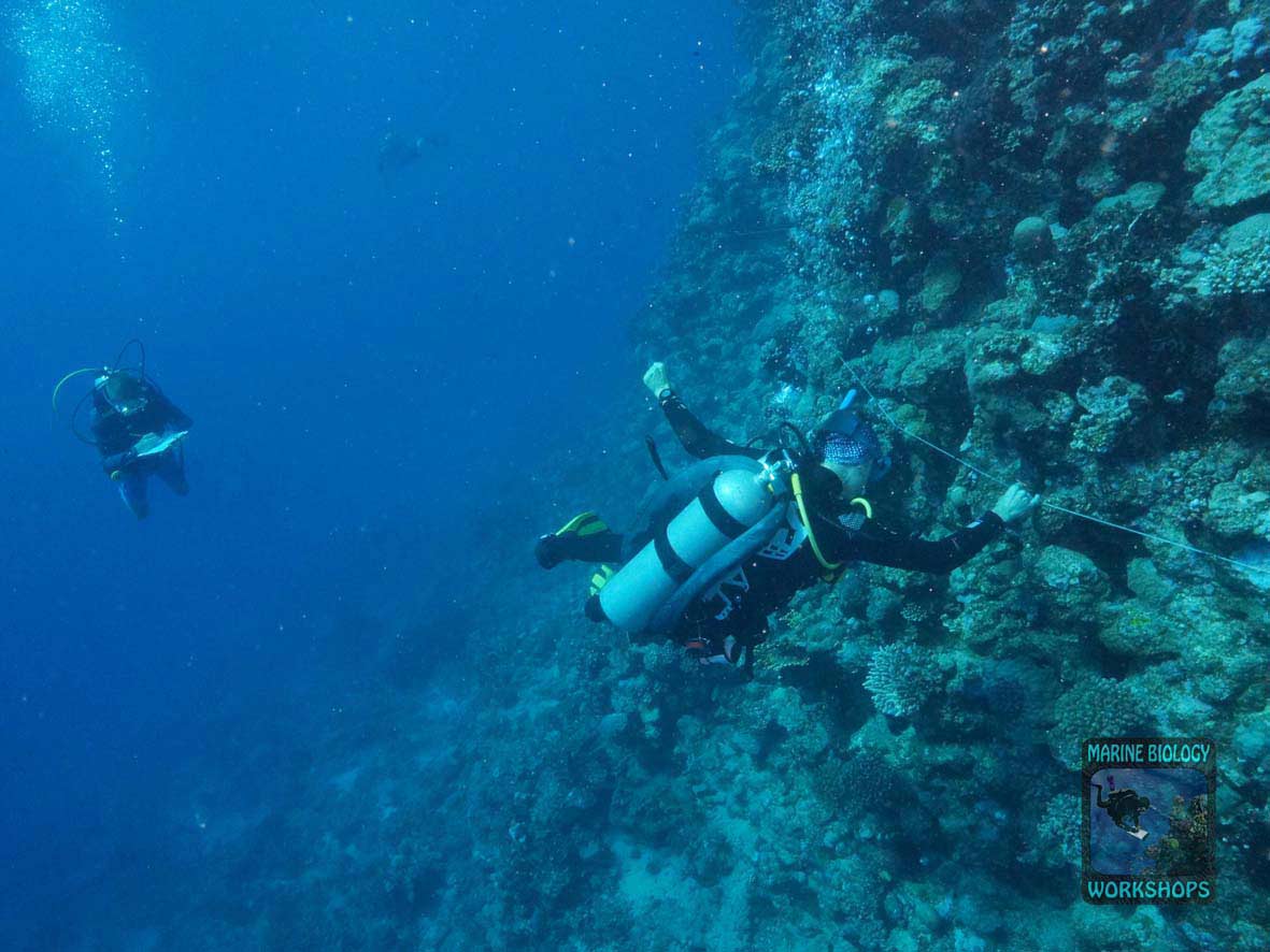 Substrate team during the Reef Check survey in Marsa Egla