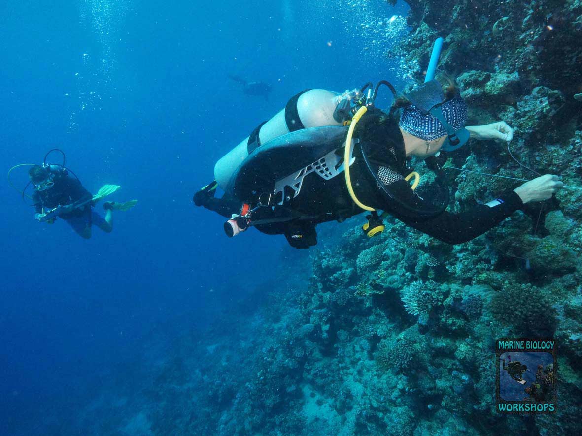 Substrate team during the Reef Check survey in Marsa Egla