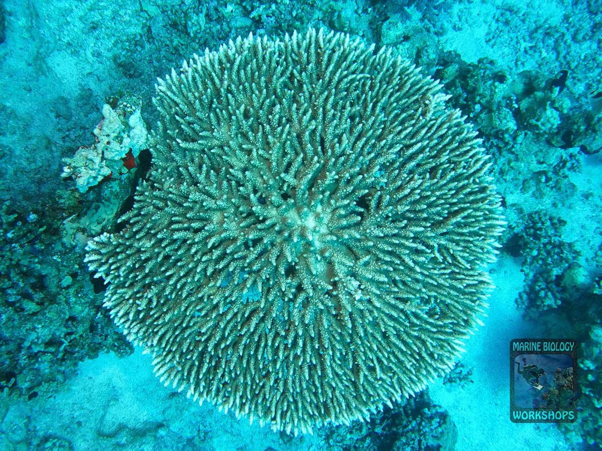 A perfectly round Acropora table coral reef at Shaab Marsa Alam