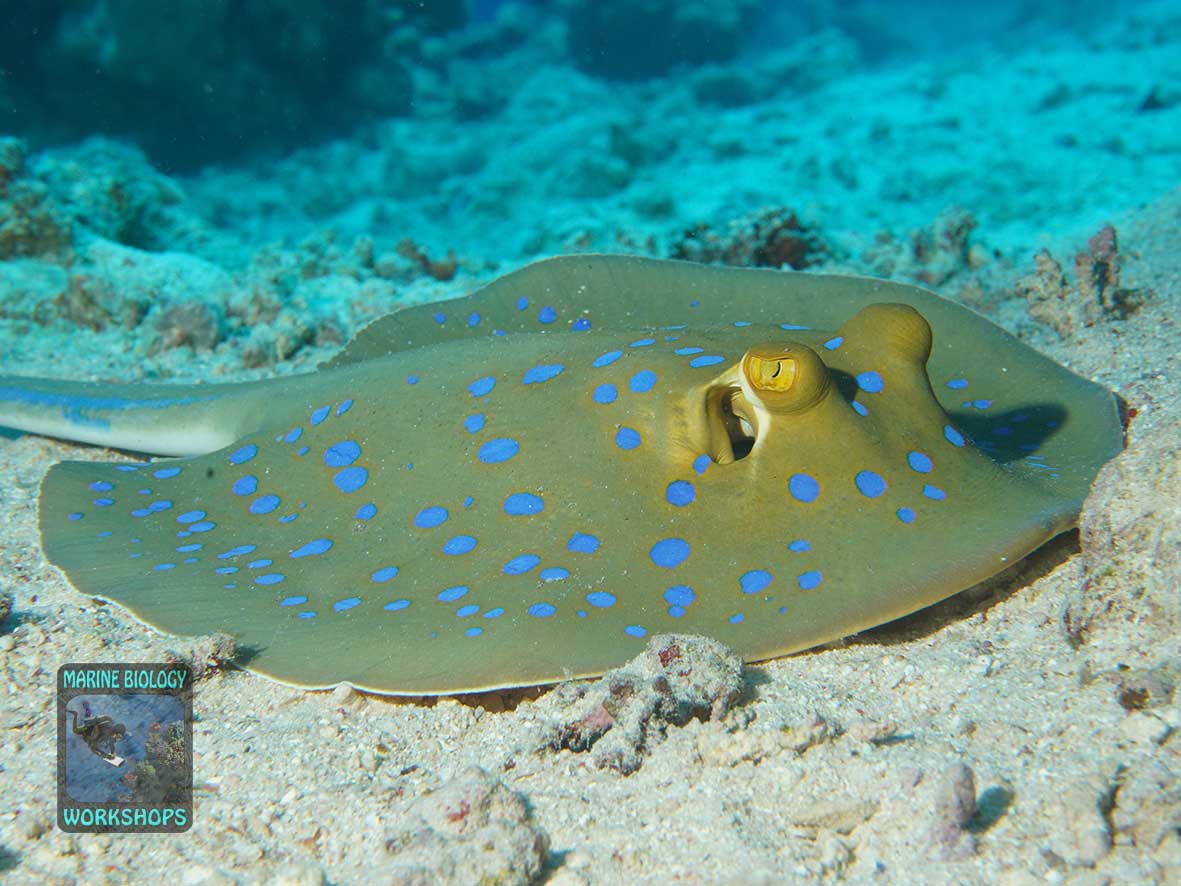 Blue-spotted stingrays are common in Marsa Shagra Bay