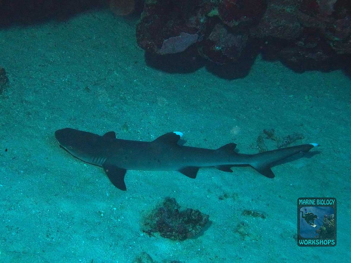 A resting whitetip reef shark at Malahi