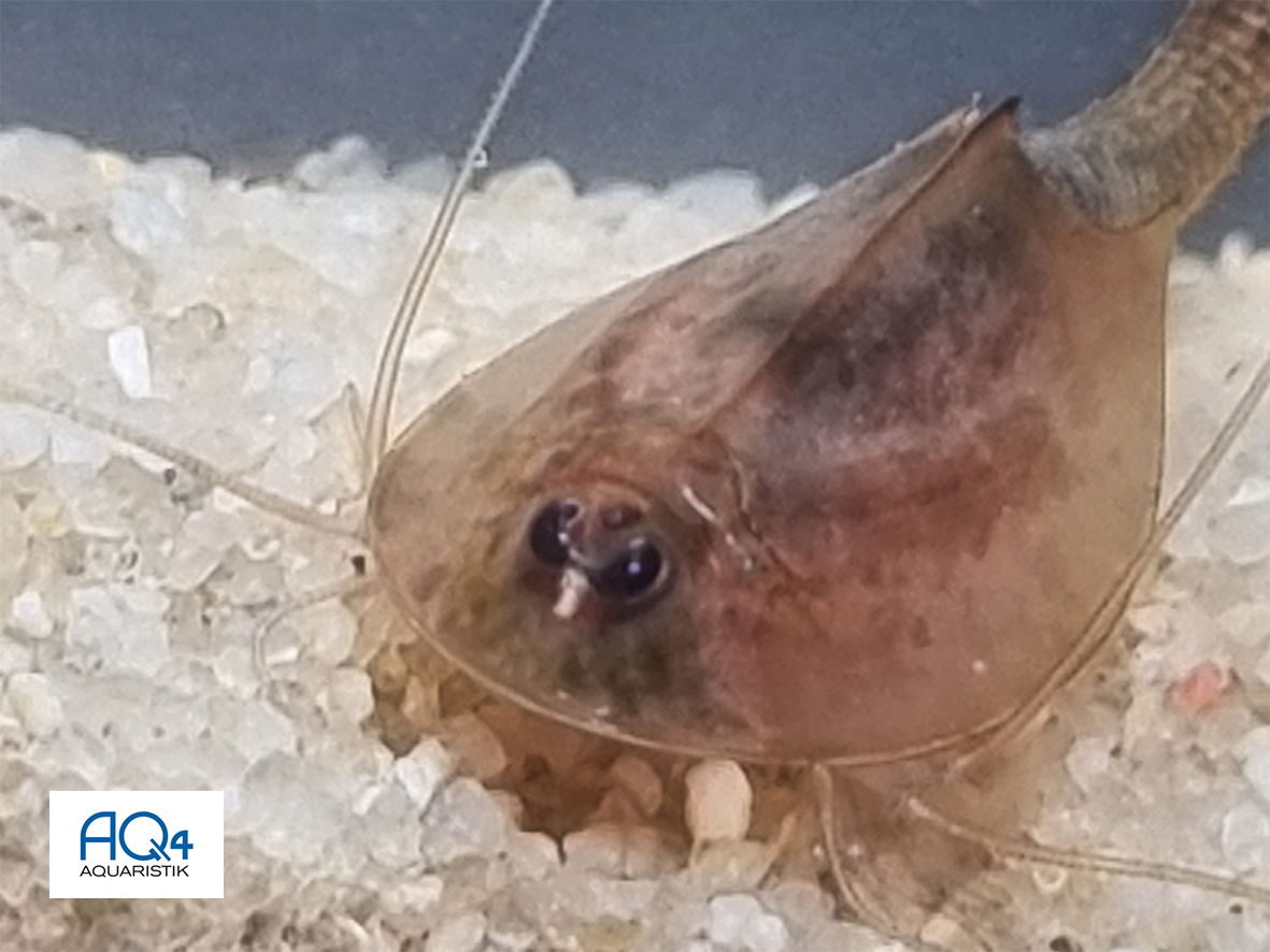 The tadpole shrimp Triops cancriformis
