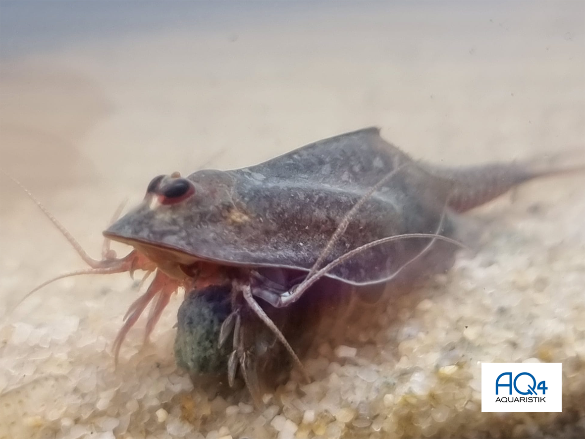 The tadpole shrimp Triops cancriformis