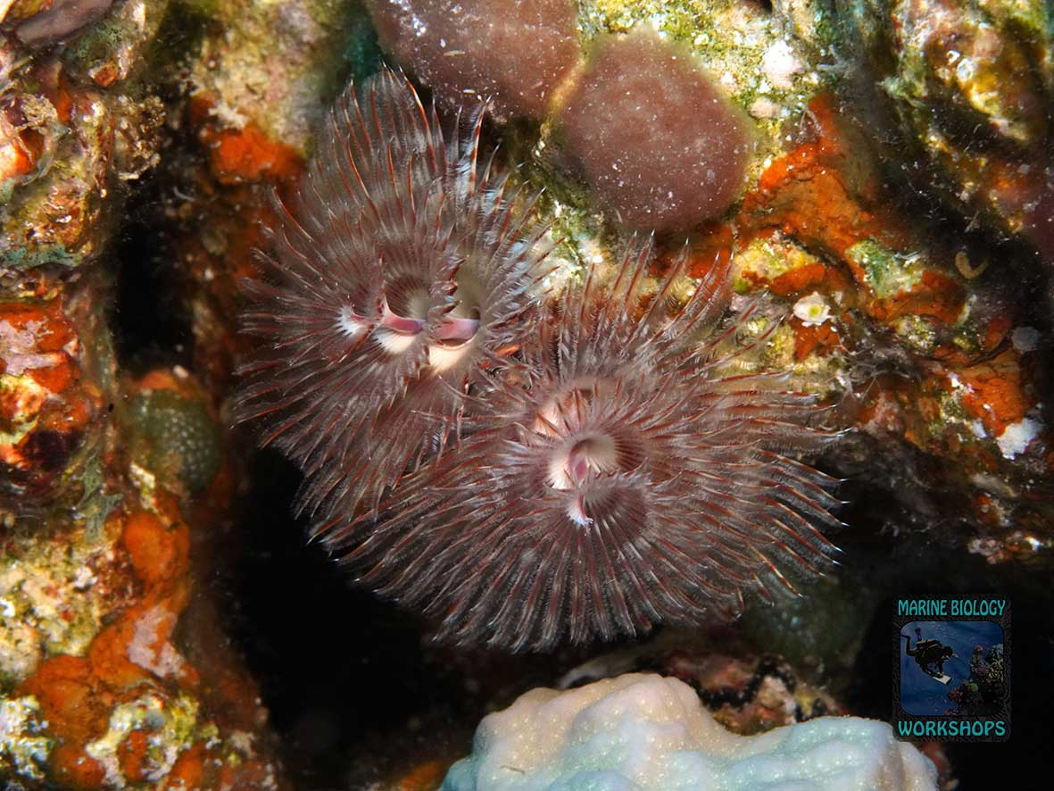 Tubeworms are filter feeders