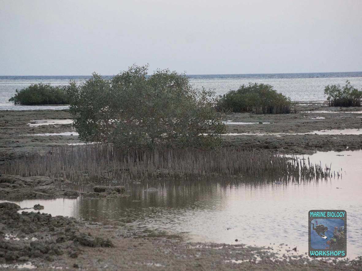 White mangrove at sunrise in Wadi Lahami