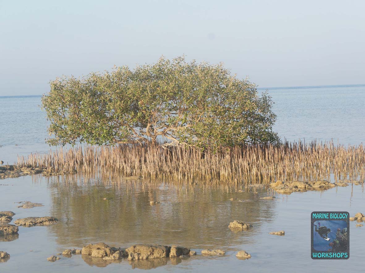 Weiße Mangroven (Avicennia marina) in Wadi Lahami