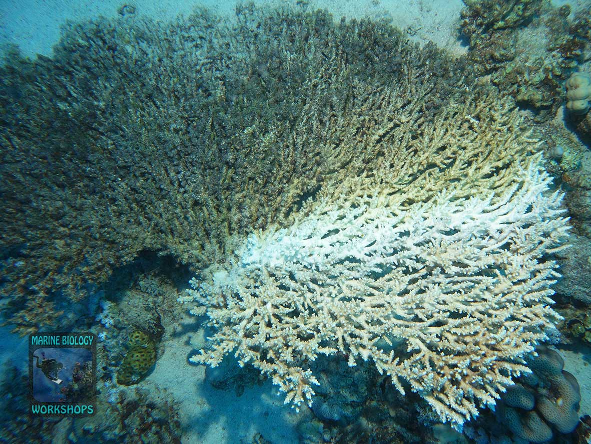 White Syndrome is a coral disease