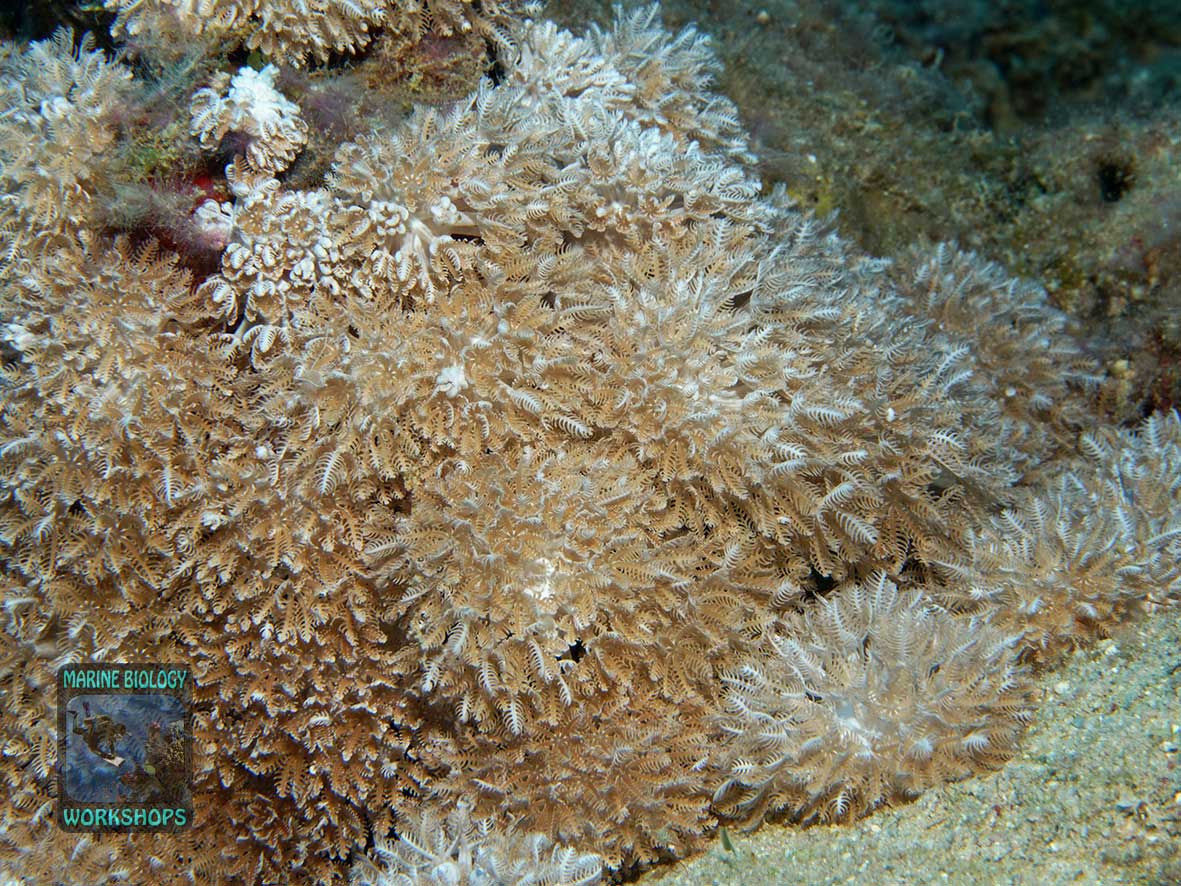 The Xenia soft coral belongs to the Reef Check substrate category “Soft Coral”.