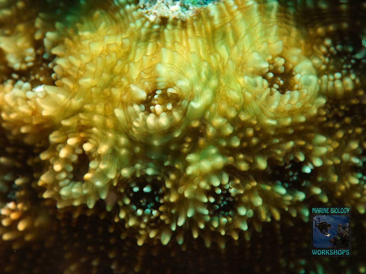 Acanthastrea with sharp skeletal spines