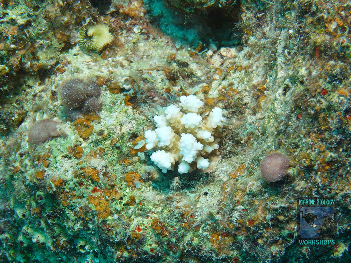 Re-colonization - young Acropora colony