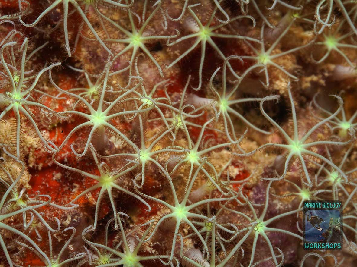 Briareum polyps with 8 feathery tentacles