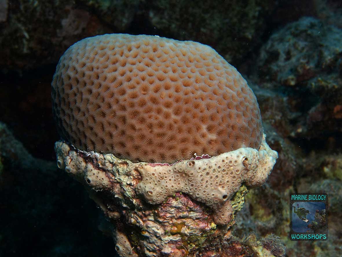 Competition: Stony Coral vs. Sponge (below)